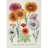 ガザニアの Arctotis 色の芸術の古い印刷物の花の植物