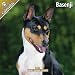 Basenji 2011 Wall Calendar #10010-11