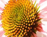 Coneflower Crown Removable Adhesive Laptop Sticker/Skin 51o%2BUITxE L. SL160 Coneflower Crown Removable Adhesive Laptop Sticker/Skin