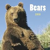 Bears Square 2010 Calendar