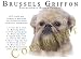 Brussels Griffon 