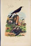 Bat Bird Pipistrelle Pique Skull Birds Bats Old Print