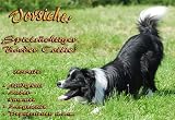 Metall - Warnschild Border Collie