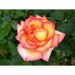 Edelrose "Jean Piat �" - (5-Liter Topf)