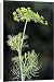 Canvas Prints of ME-1742 Fennel seed from Ardea Wildlife Pets