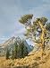 Cluster of Limber Pines Grow in Midst of Field in Front of Cathedral Group Mountain Peaks Photographic Poster Print by Jeff Foott, 24x32