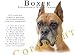 boxer5 - Boxer CROPPED Human Trainer Mouse Pad Dog Mousepad