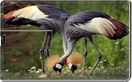 Cool Birds 4G Usb Flash Drive 2.0 Memory Stick Luxlady Usb Credit Card Size Customized