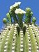 Saguaro Cactus Flower, Sonora Desert Museum, Tucson, Arizona Photographic Poster Print by Rob Tilley, 18x24