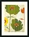 Garden of Delights I Framed Print by Liz Jardine Framed