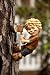 Lil Tree Orphans - Hunter