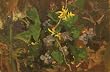 Flowering Vine