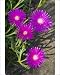 Photographic Prints of ASW-4525 Shrubby Mesemb flowers from Ardea Wildlife Pets
