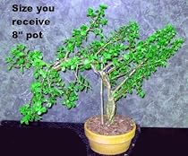 Braided Mini Jade Plant Bonsai Plant - Portulacaria