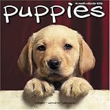 Puppies 2008 Wall Calendar