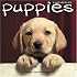 Puppies 2008 Wall Calendar