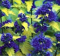 Sunshine Bleu Bluebeard Caryopteris