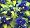 Sunshine Bleu Bluebeard Caryopteris
