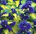 Sunshine Bleu Bluebeard Caryopteris