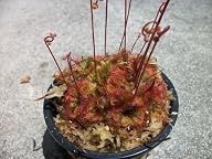Carnivorous Spoon Leaf Sundew Drosera…