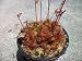 Drosera Spathulata Sundew Carnivorous Plant
