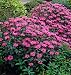 Bee Balm Marshall's Delight Bee Balm Marshall's Delight