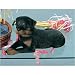Rottweiler (Lying) Original Size Sculpture by Sandicast