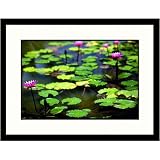 Great American Picture IS603034 Purple Water Lilies Framed Photograph
