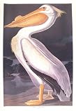 American White Pelican by M. Bernard Loates
