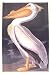 American White Pelican by M. Bernard Loates
