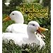 Choosing and Keeping Ducks and Geese