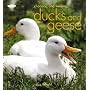 Choosing and Keeping Ducks and Geese