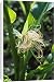 Canvas Prints of ROG-2115 Sweet Corn / Maize - female flowers a tassels from Ardea Wildlife Pets