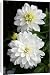 Canvas Prints of White Dahlia from Ros Drinkwater