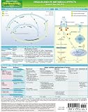 MemoCharts Pharmacology: Insulin and its metabolic effects (Review chart) (Paperback)
