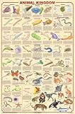 ANIMAL KINGDOM 2 - 24x36 - ART PRINT / POSTER