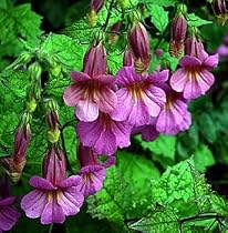 Chinese Foxglove 4 Plants - Foxglove on Steriods - Rehmannia