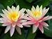 Lily Twins - 24