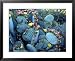 Beavertail Cactus, Desert Botanical Gardens, Phoenix, Arizona, USA Collections Framed Art Poster Print by Howie Garber, 31x25