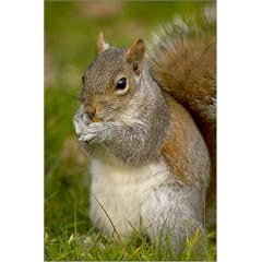 Poster 70 x 110 cm - "Grey squirrel feeding, Abbeywood." von Simon Greenwood / Lonely Planet Images - auch in anderen Gr��en und als Leinwandbild erh�ltlich