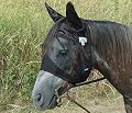 CASHEL CRUSADER QUIET RIDE FLY MASK HORSE EARS RIDING