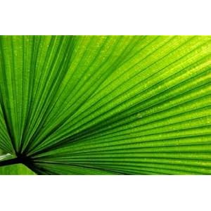 Fan Palm Leaf - 24"W x 16"H - Peel and Stick Wall Decal by Wallmonkeys