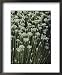 Garlic Chives, Whose Growth is Encouraged by Nipping the Flowers Framed Art Poster Pr...