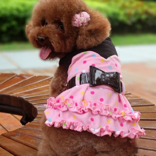 dog clothes online shopping