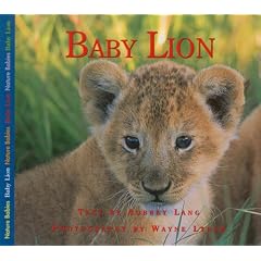 Baby Lion