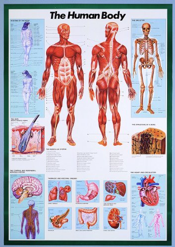 Safari LTD The Human Body Laminated Poster-285621