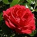 Lancashire County Cricket - County Rose Lancashire