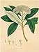 Unpublished East Indian Plants V - Nathaniel Wallich Art Print Poster 24 x 32