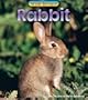 Rabbit (Wild Britain Animals)