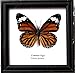 1 X FRAMED REAL BEAUTIFUL COMMON TIGER BUTTERFLY DISPLAY INSECT TAXIDERMY 5